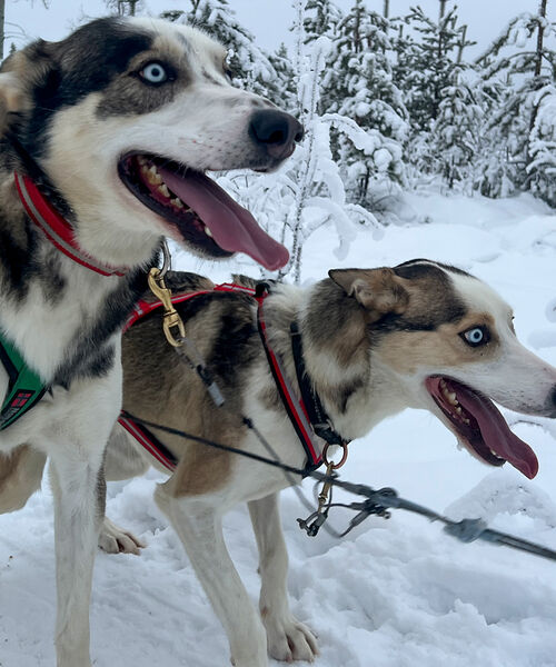 Zu Besuch beim Weihnachtsmann in Rovaniemi